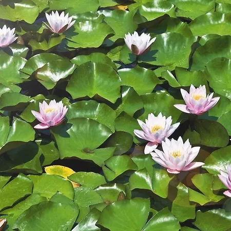 Pensiunea Valurile Dunarii 3*