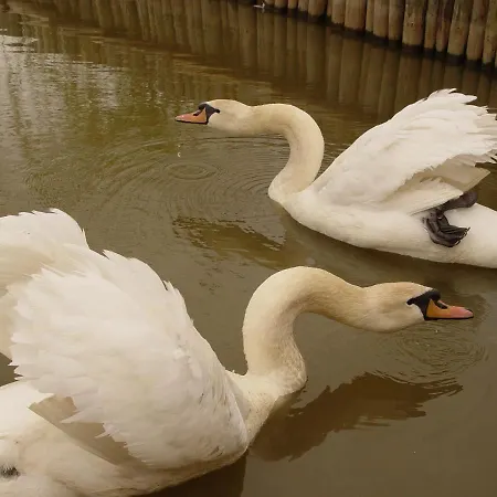 Pensiunea Valurile Dunarii Pensionat Sfântu Gheorghe